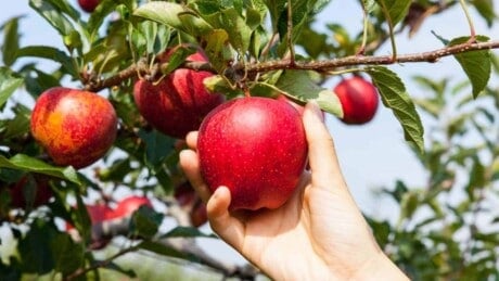 Hand picking fresh red apple from the tree