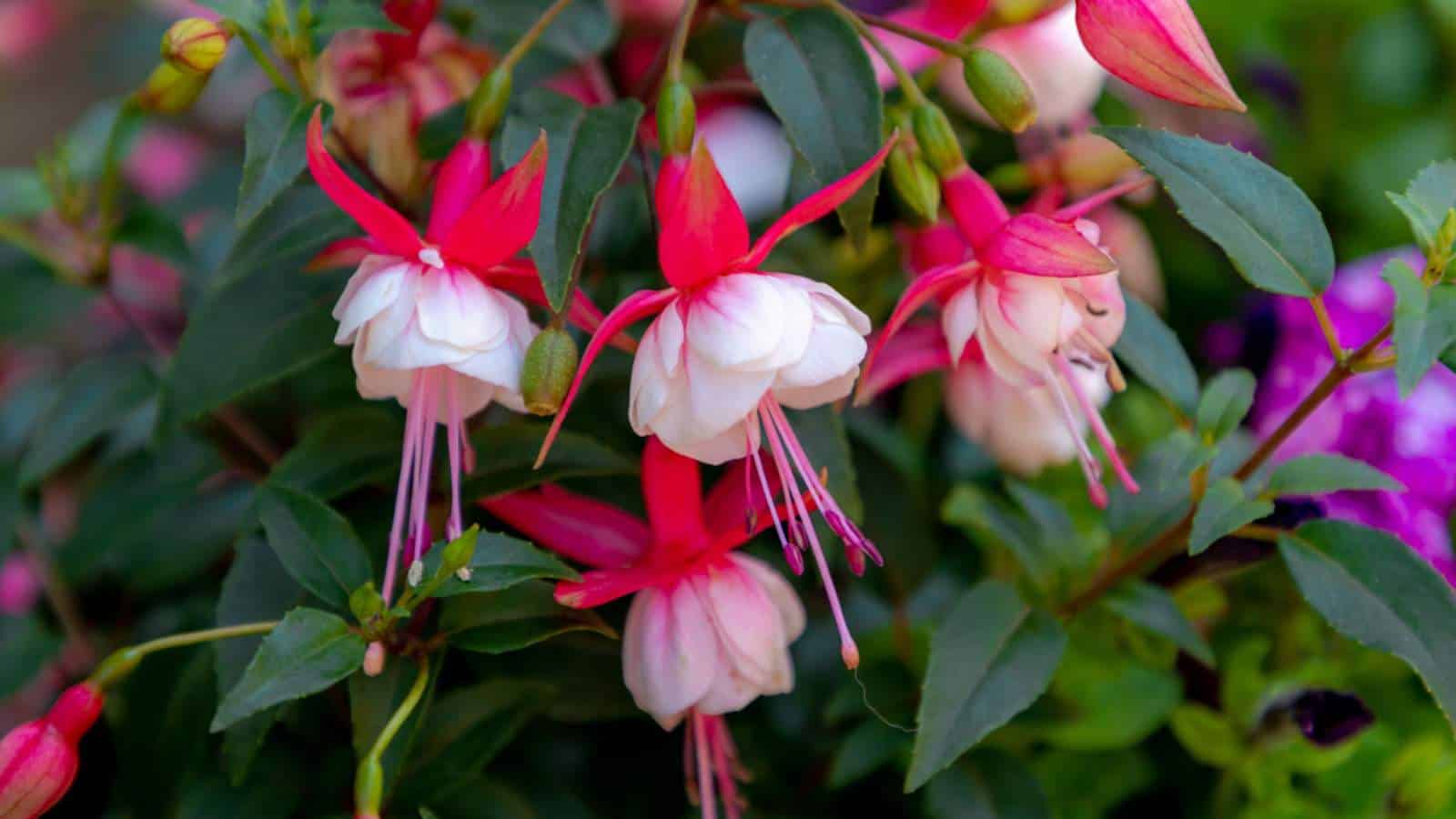 Fuchsia