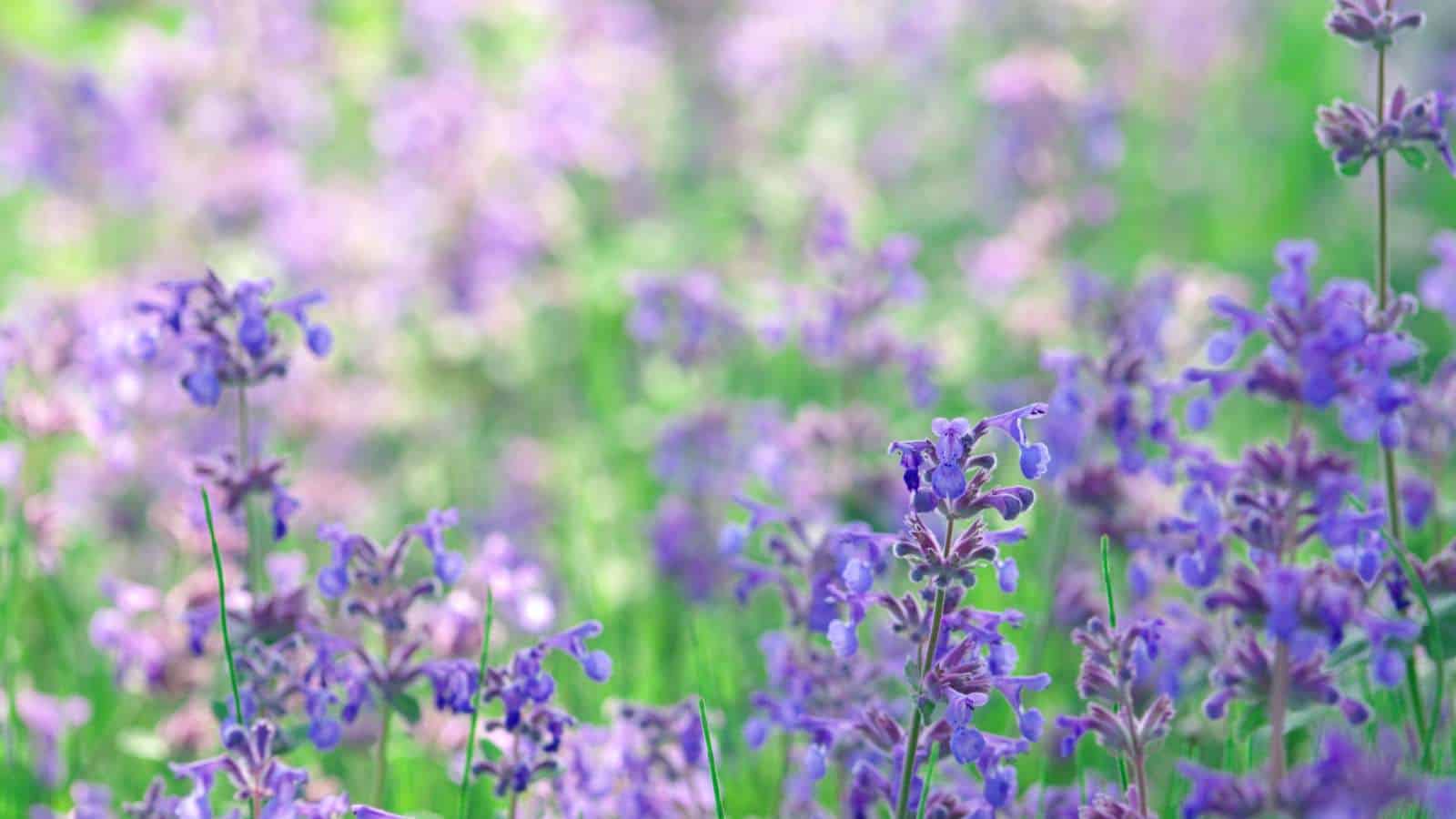 Purple catmint flowers in the garden
