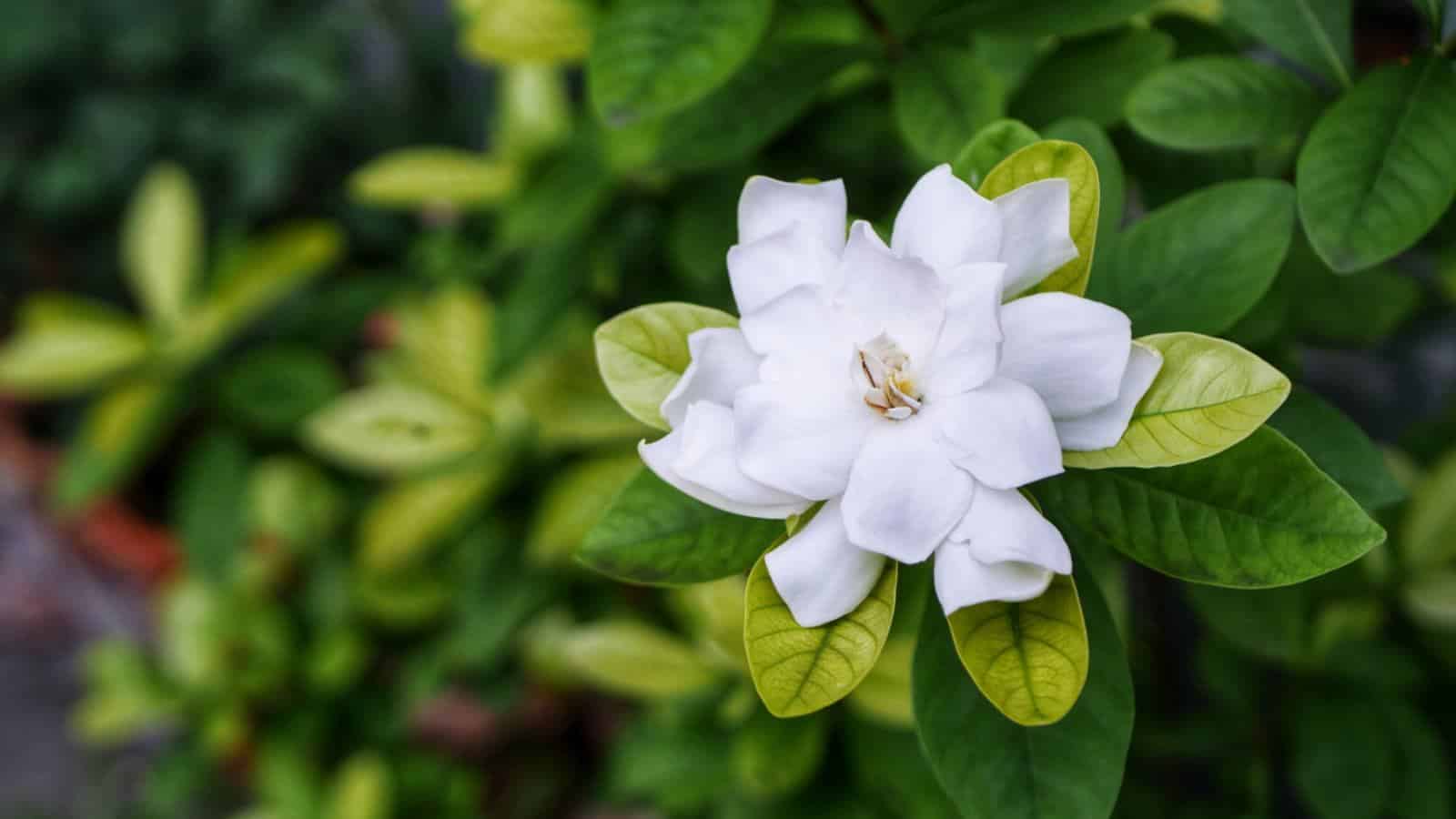 Gardenia (Gardenia jasminoides)