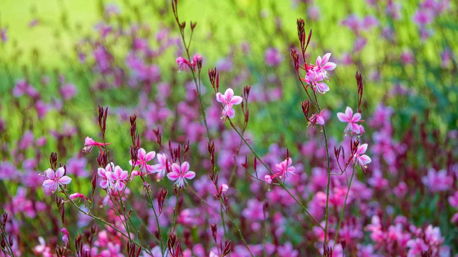 Purplish pink Gaura flowers