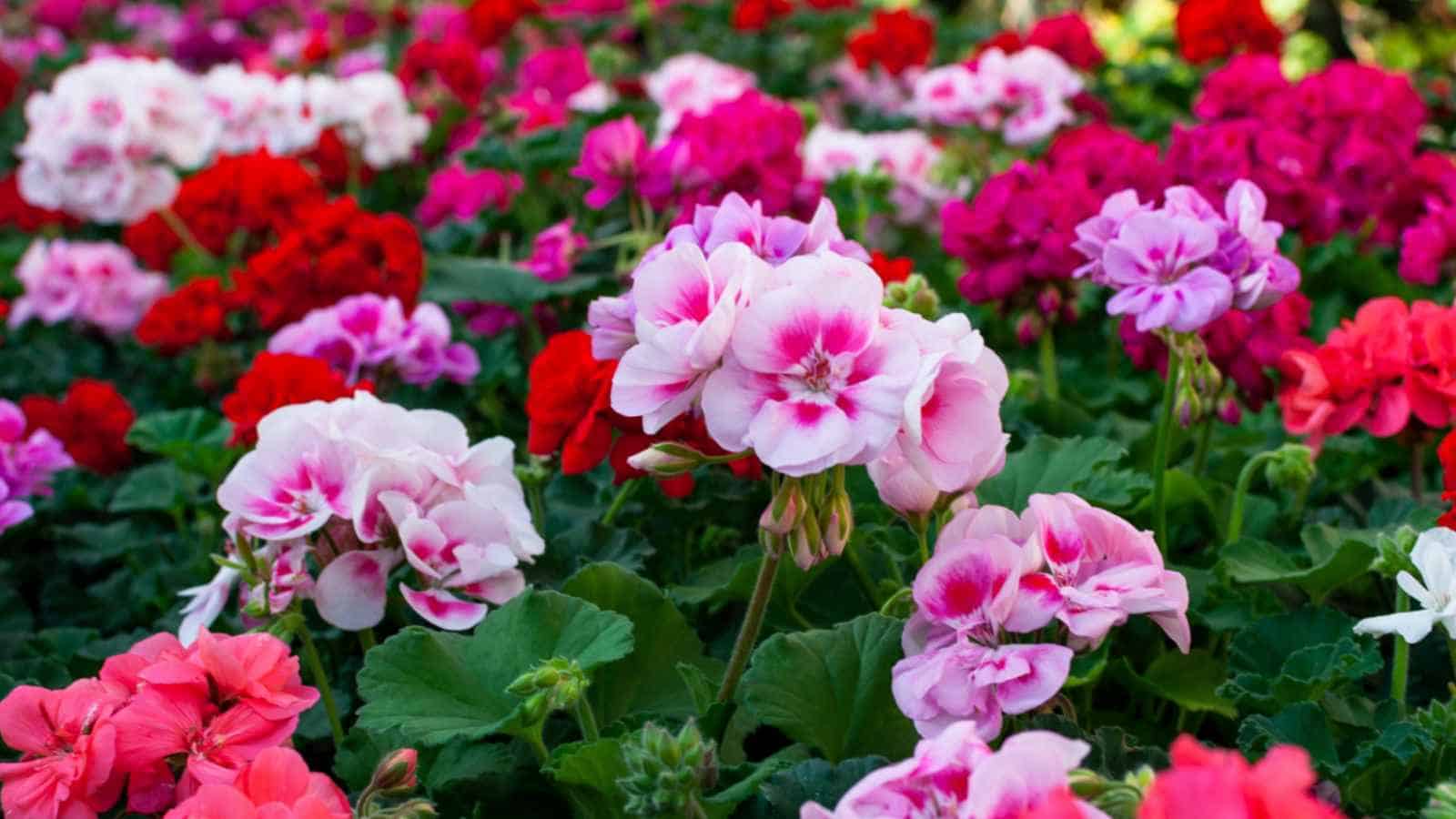 Geranium