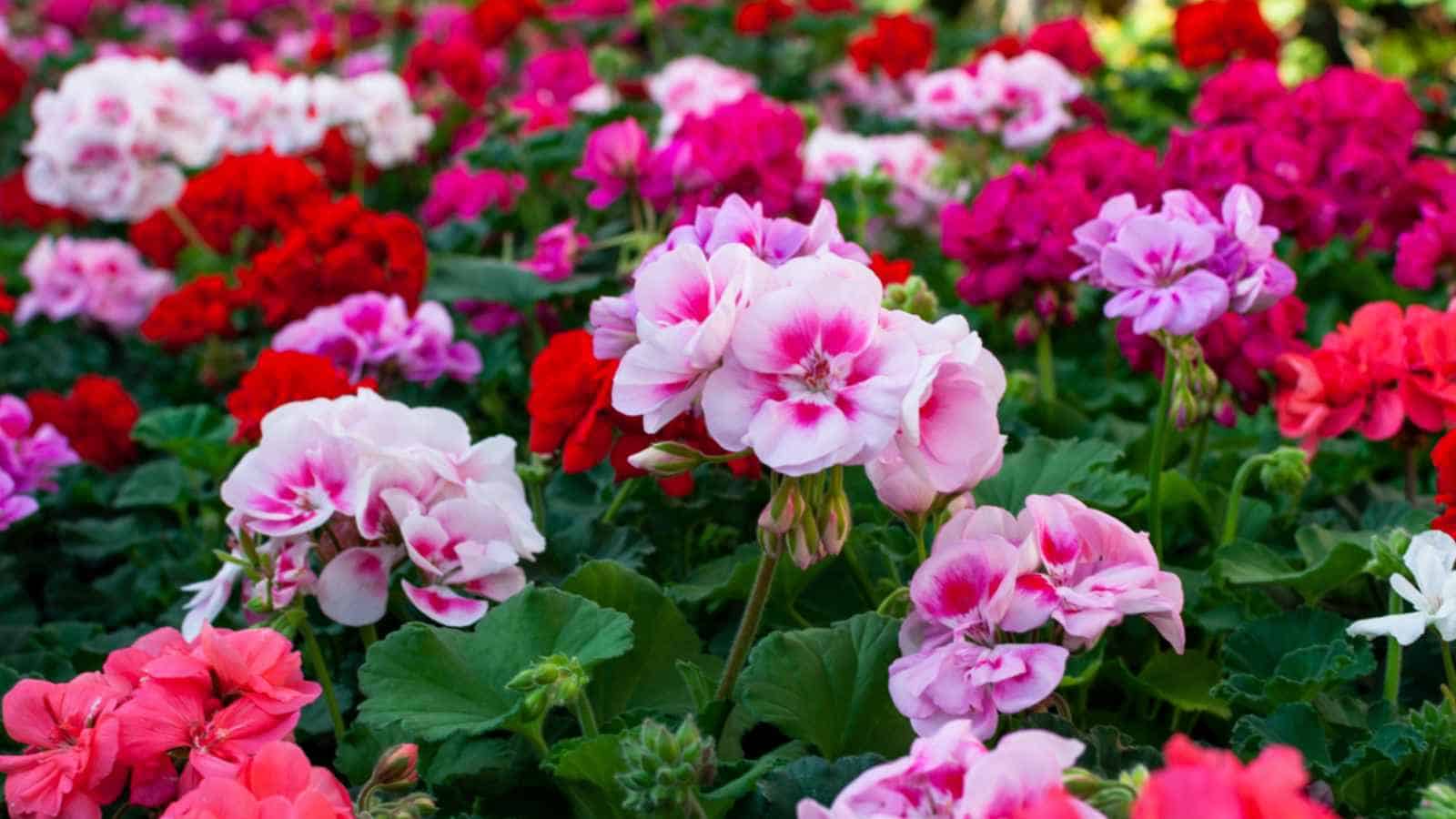 Geranium