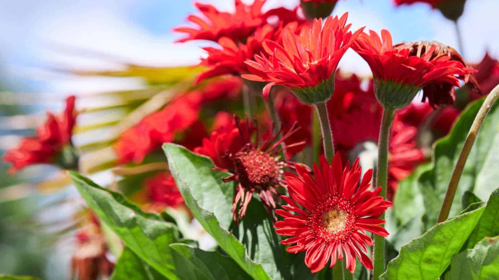 Red Gerbera Daisy (Gerbera spp.) flowers