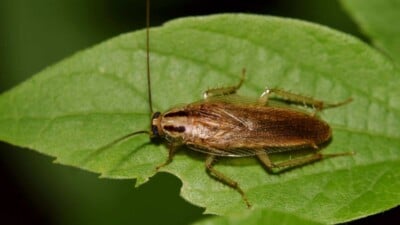 German cockroach on a green leaf
