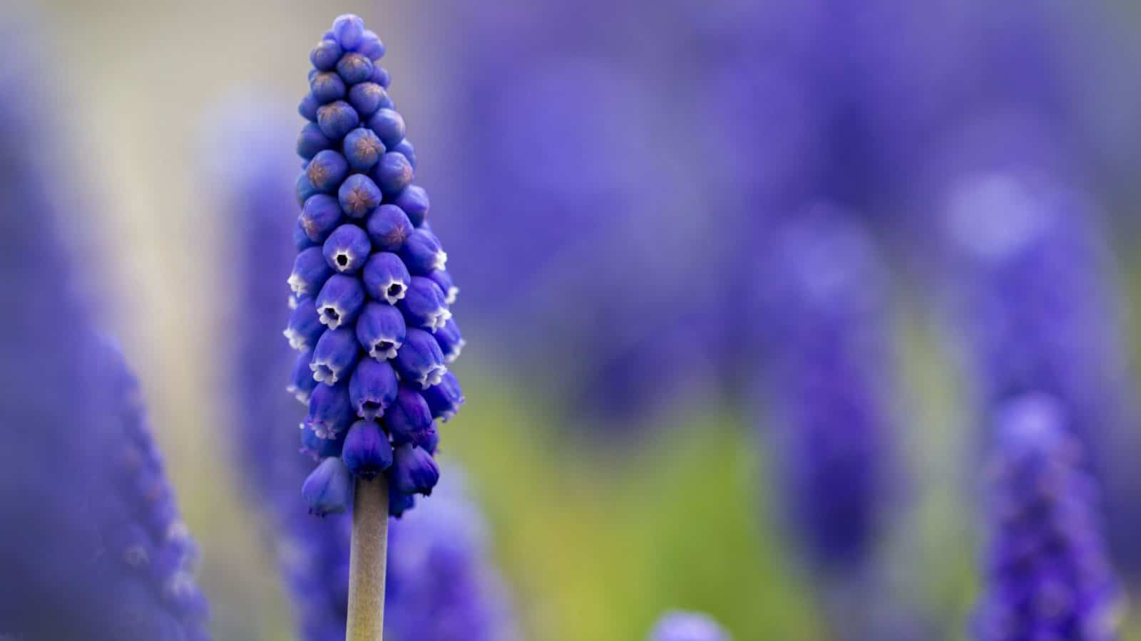 Grape Hyacinths (Muscari armeniacum)