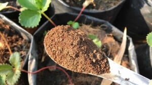 Bat guano in spoon used as a fertilizer