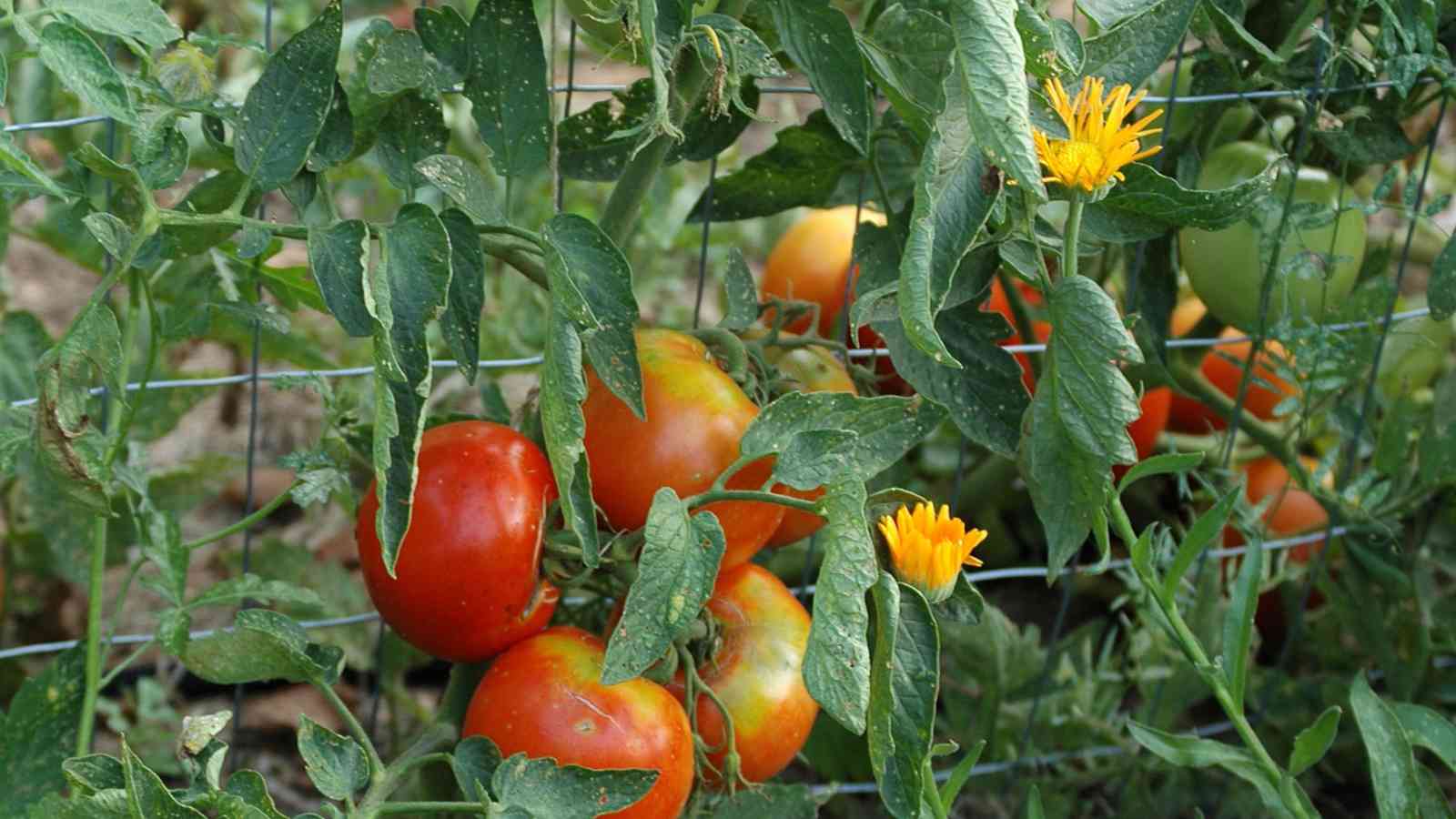 Guardians of Tomato Plants