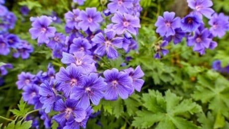 Hardy geraniums
