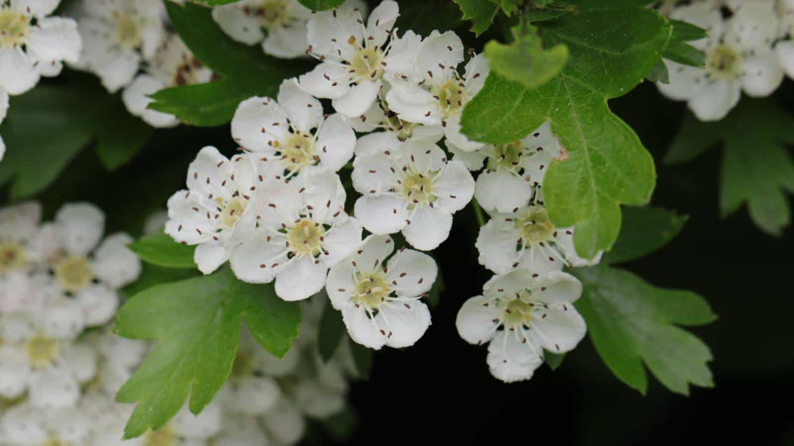 Closeup on white Hawthorn (Crataegus spp.) flowers