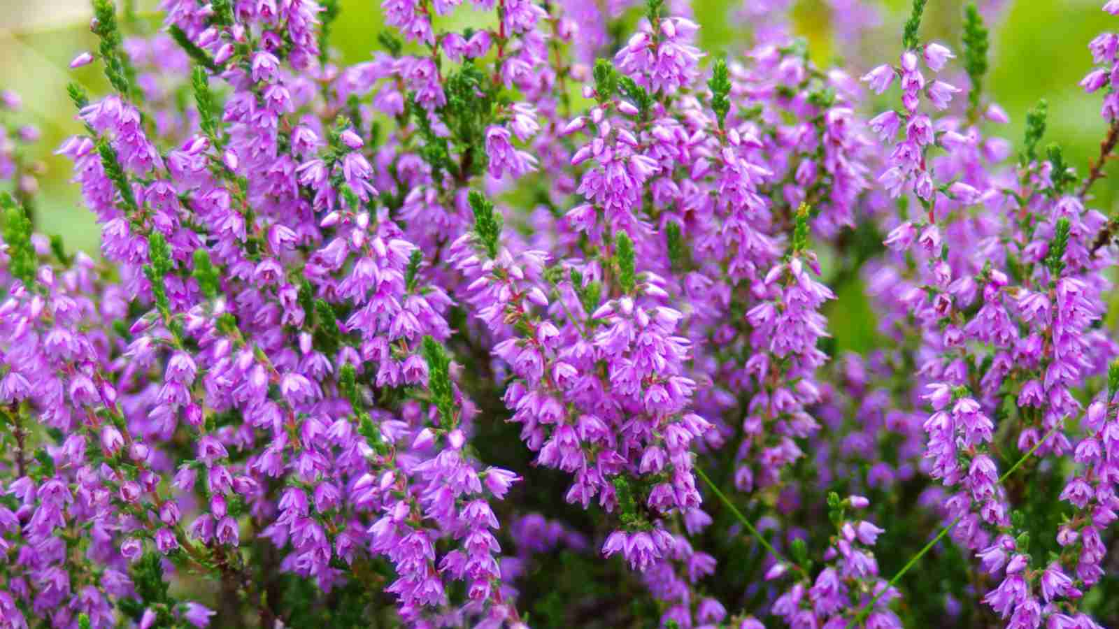 Purple heather flowers in the field