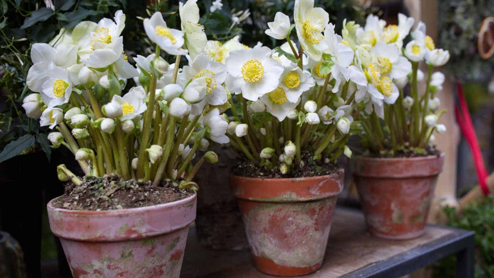 Helleborus 'Winter Sunshine'
