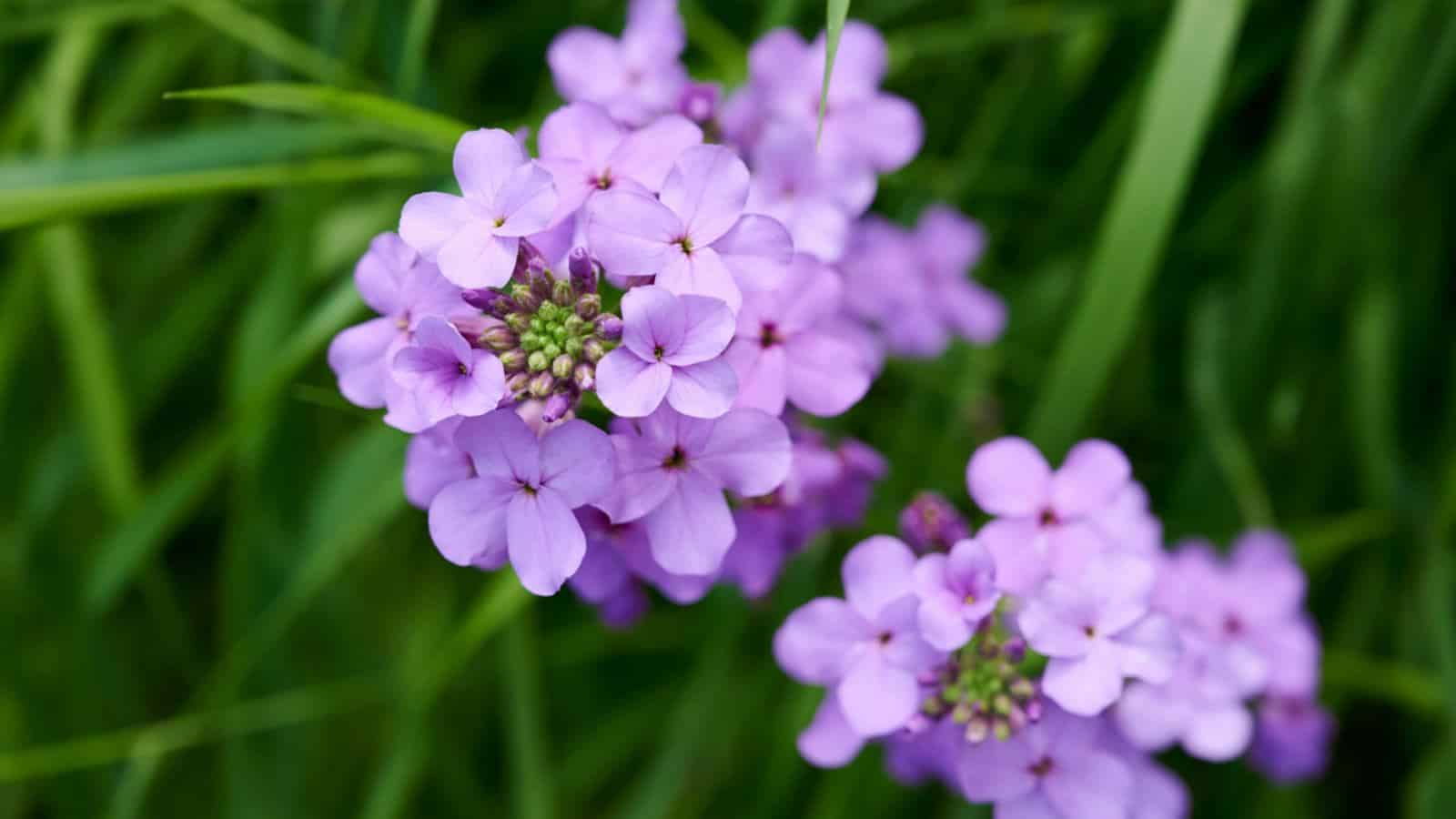 Selective focus of blooming Hesperis flowers