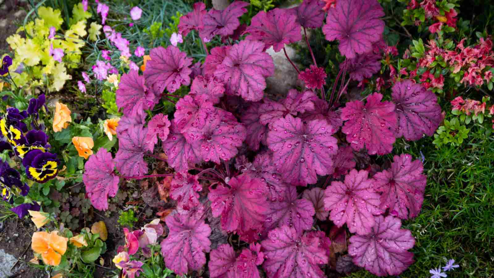 Heuchera purple leaves and flowers