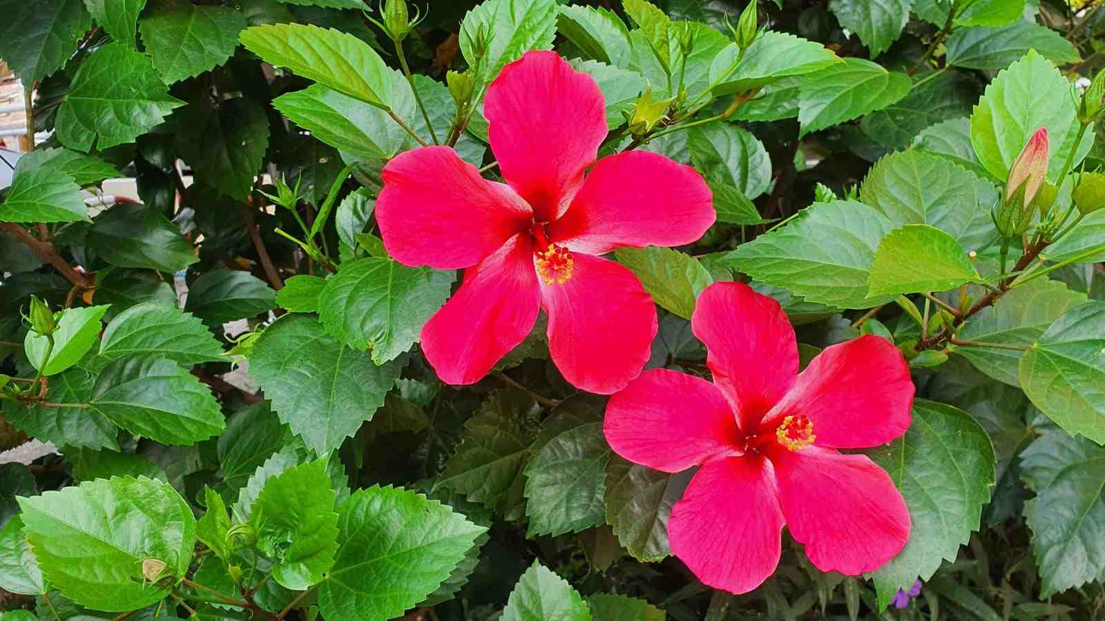 Hibiscus (Hibiscus spp.) red flowers with green leaves