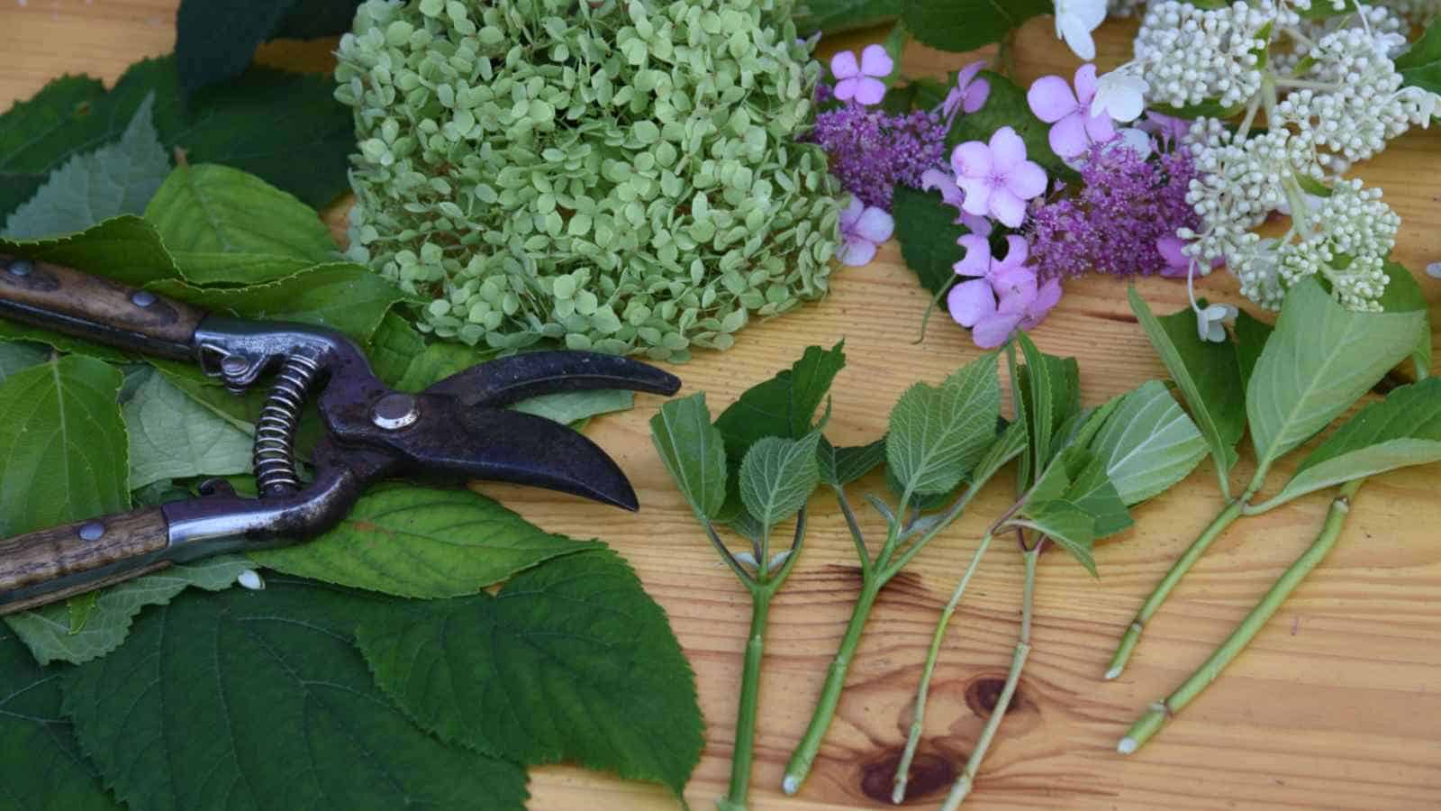 Hydrangea