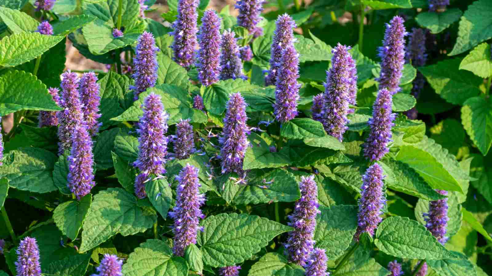 Hyssop