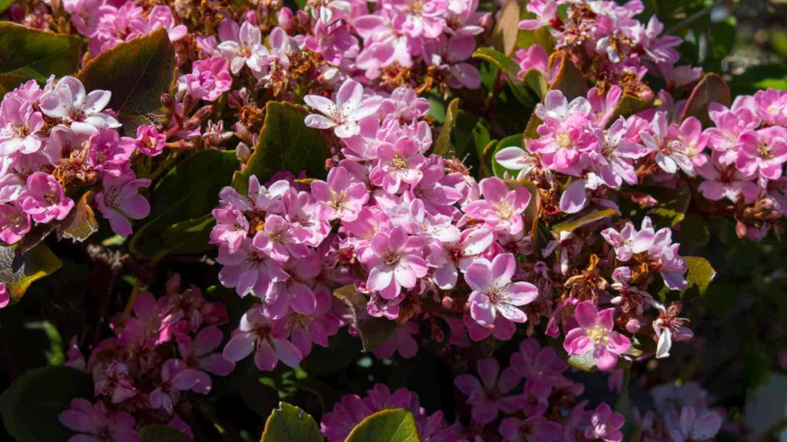 Indian Hawthorn' Pink Lady' (Rhaphiolepis indica)