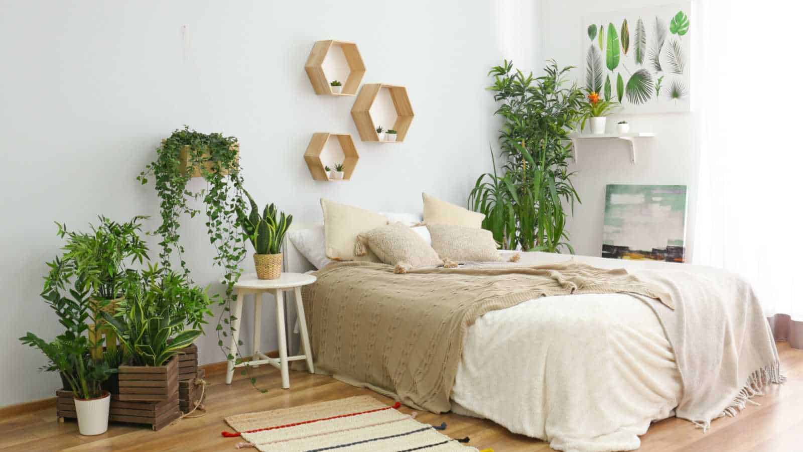 Indoor Plants
