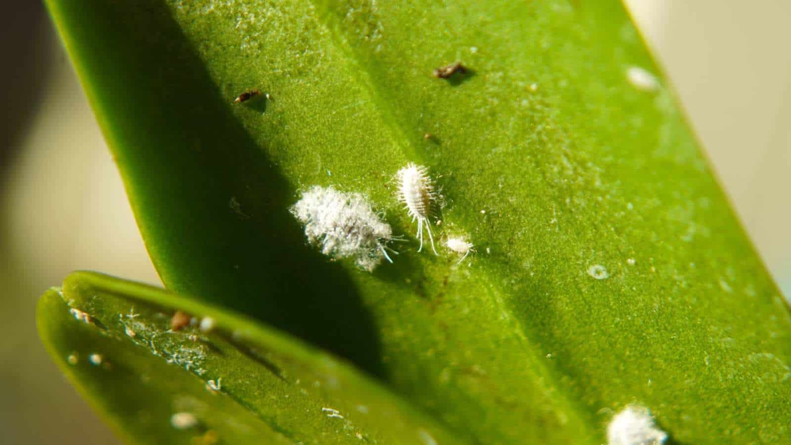 Inspect for Diseases and Pests