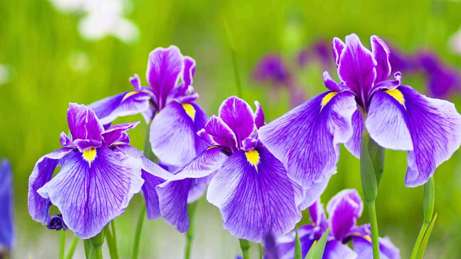 Purple Iris flowers selective focus