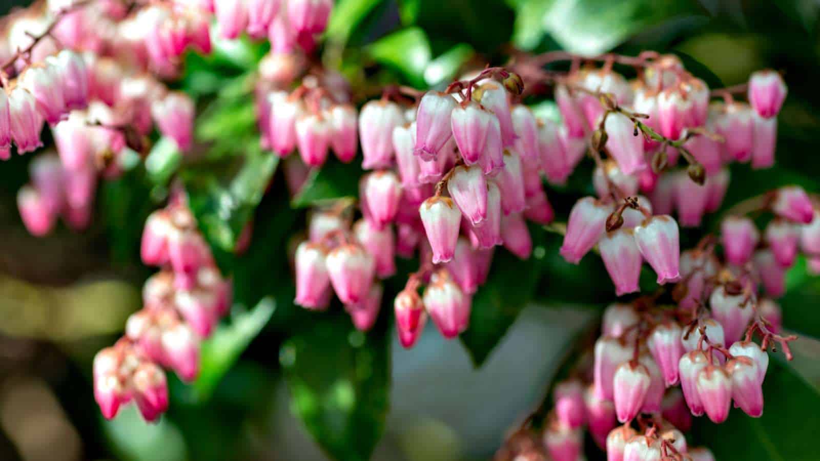 Japanese Pieris (Pieris japonica)