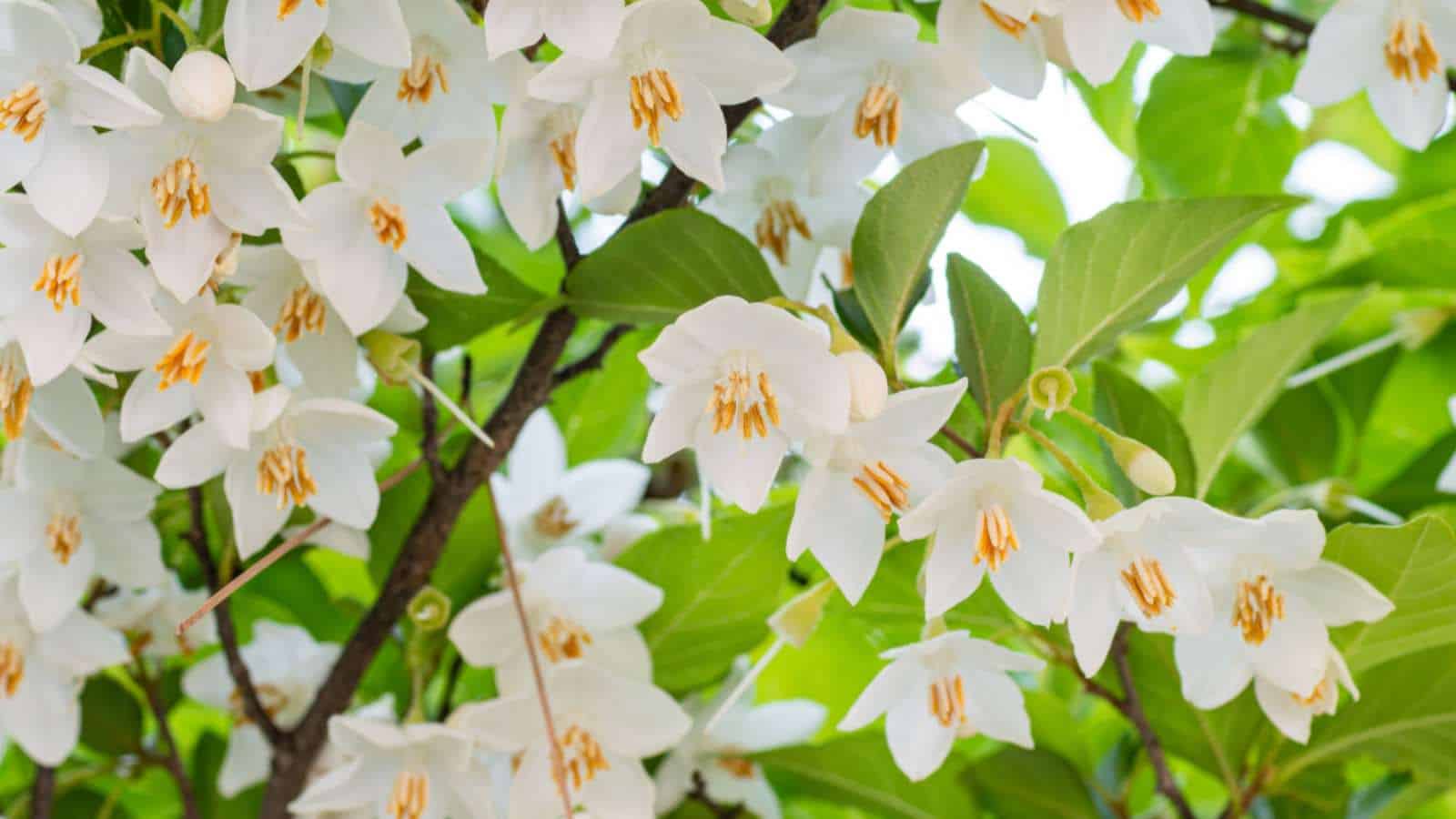 Closeup shot of the white flowers of Japanese Snowbell (Styrax japonicus)