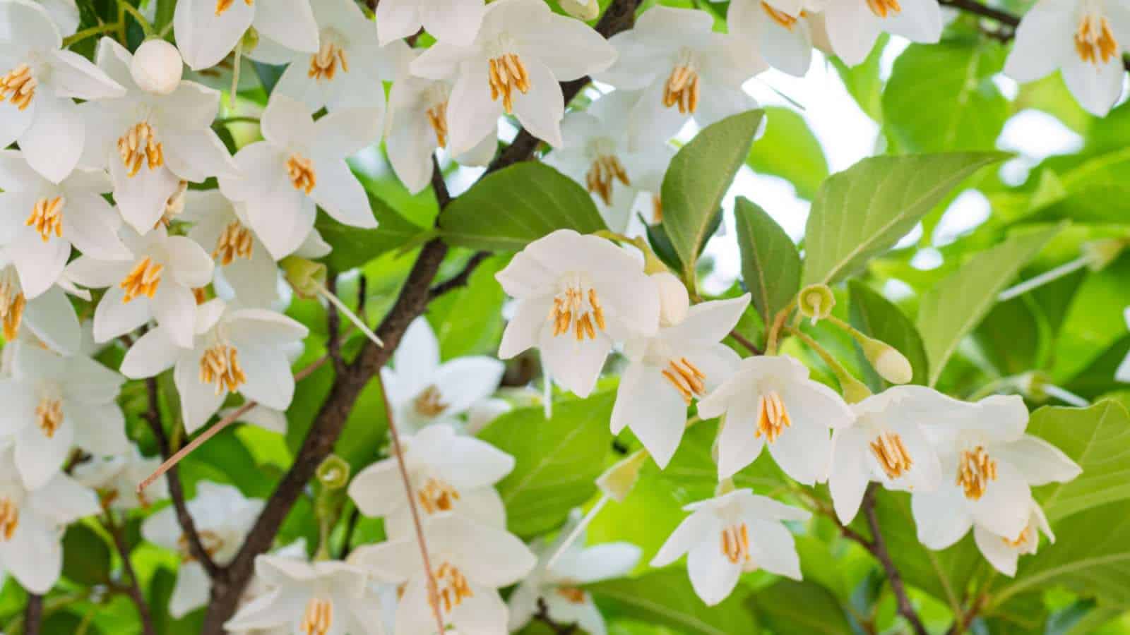 11 Beautiful White Flowering Trees - Best White Flower Trees