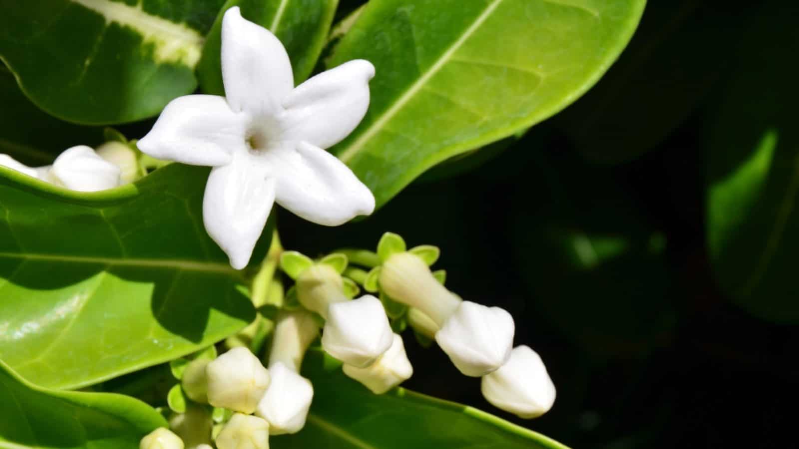Jasmine