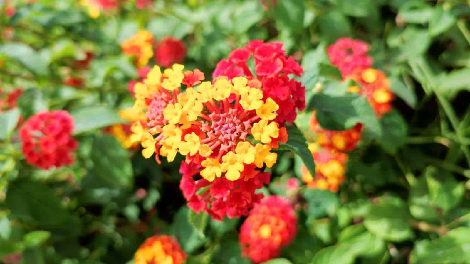 Lantana (Lantana camara)
