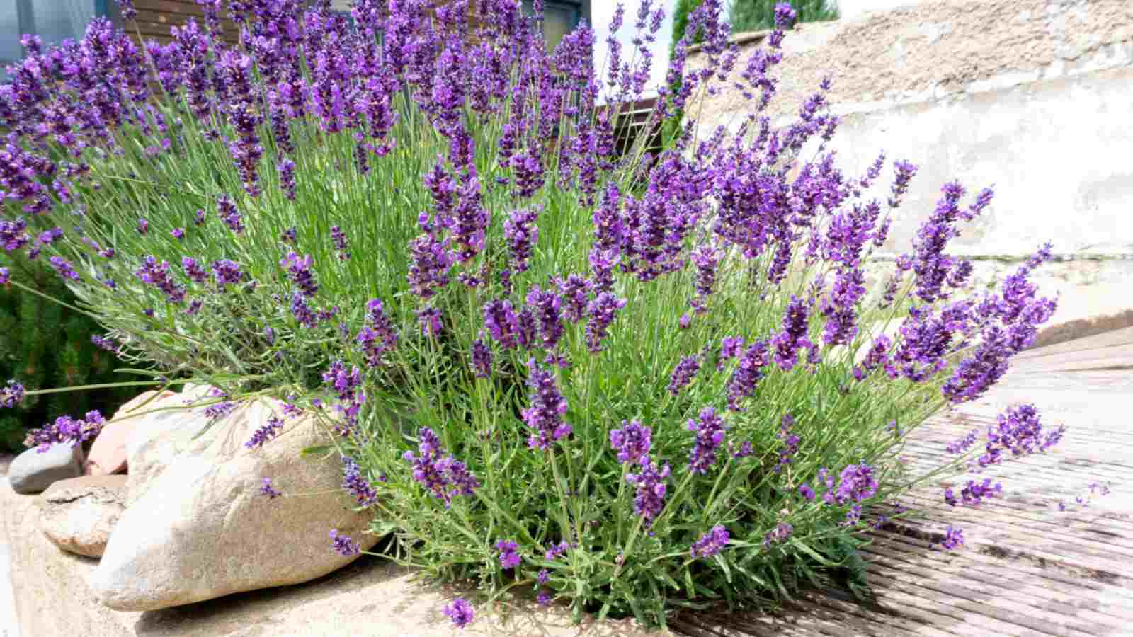Lavender