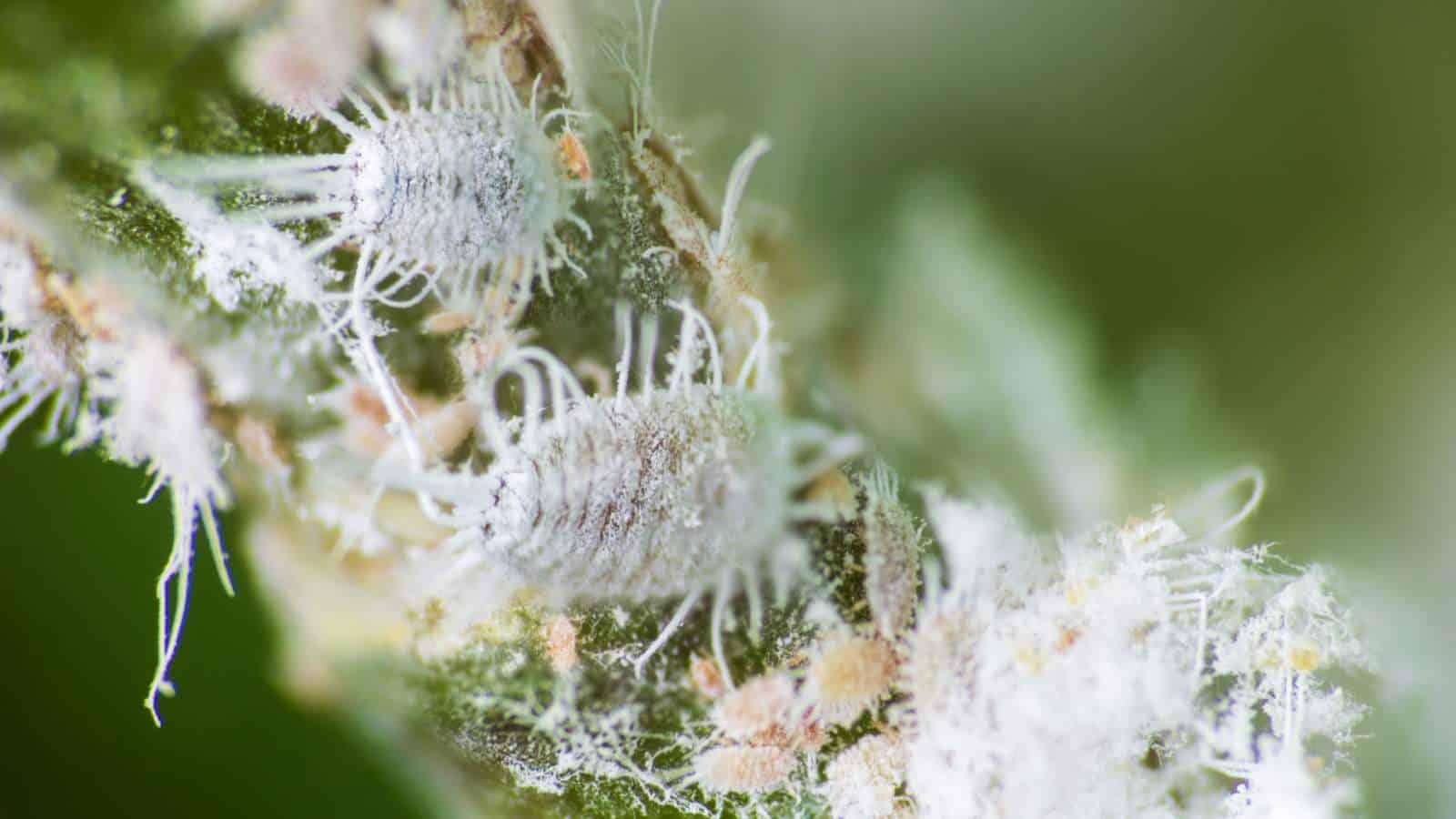 Closeup view of mealybugs on a leaf