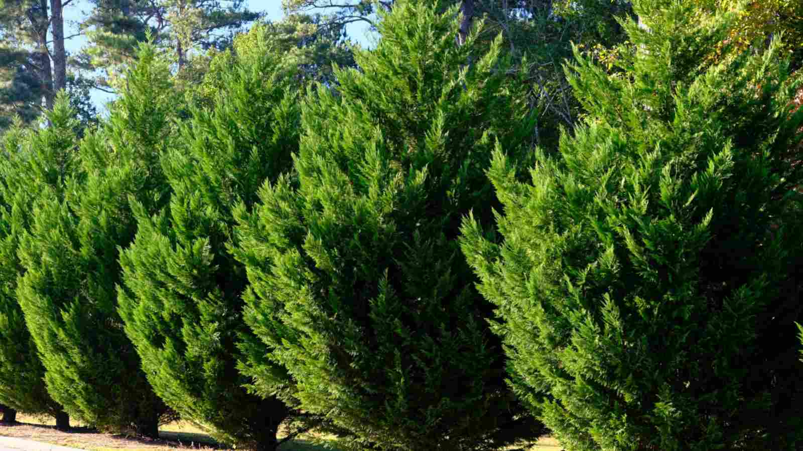 Leyland Cypress