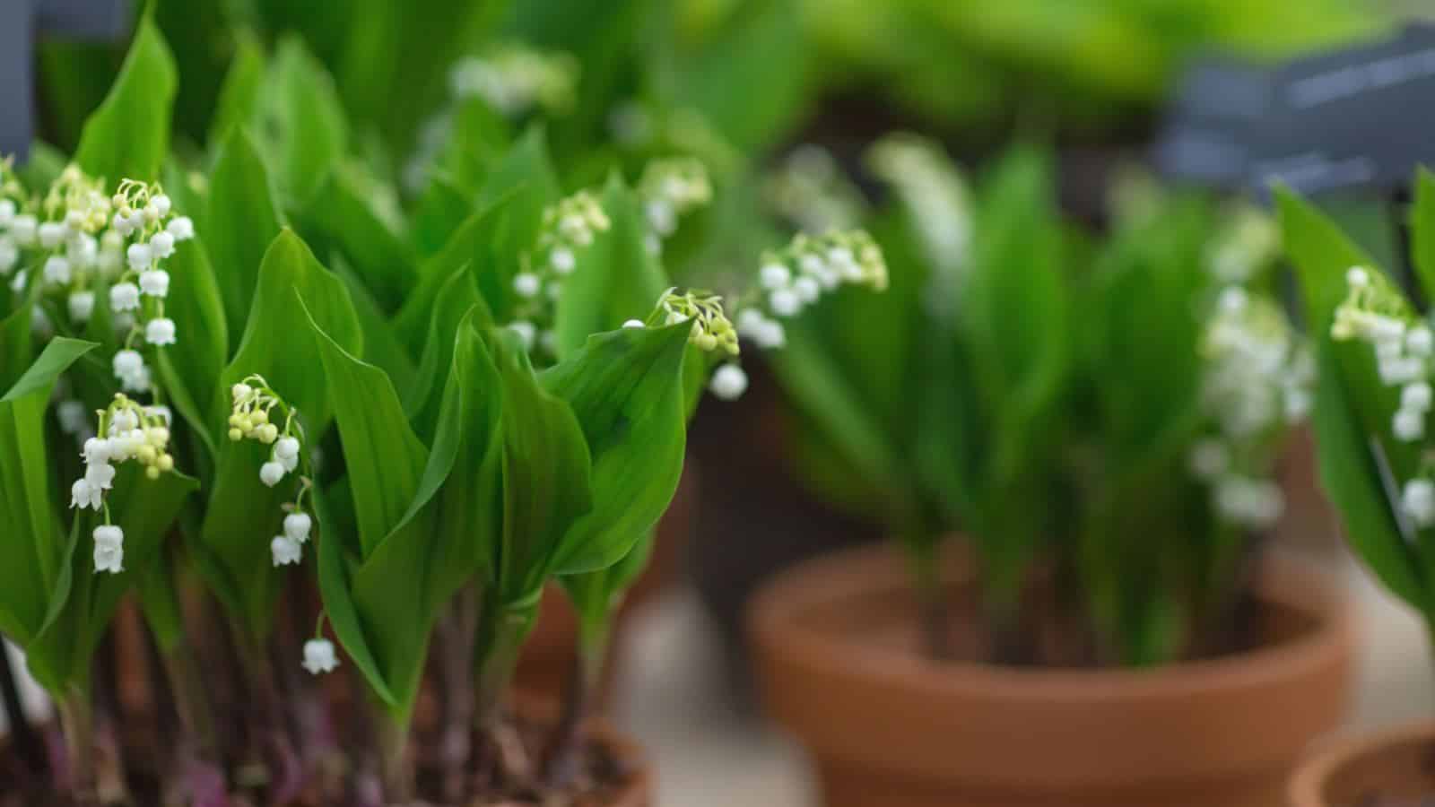 Lily of the Valley