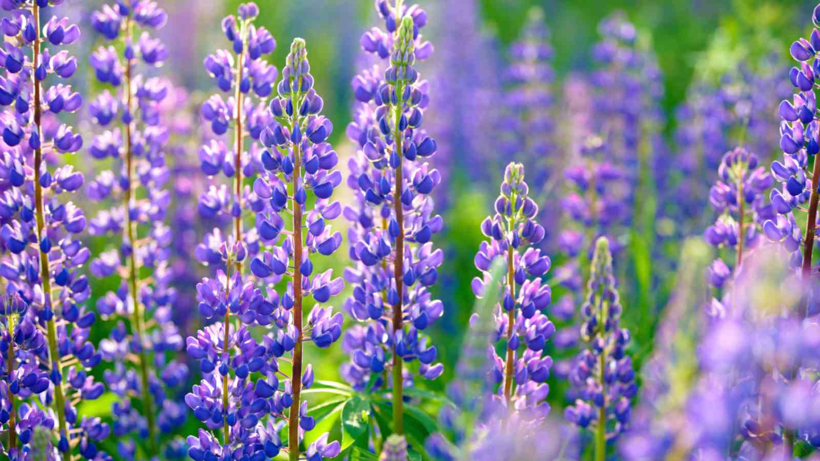 Purple lupine flowers selective focus