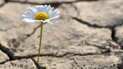 Marguerite Flower Growing in Dry Soil