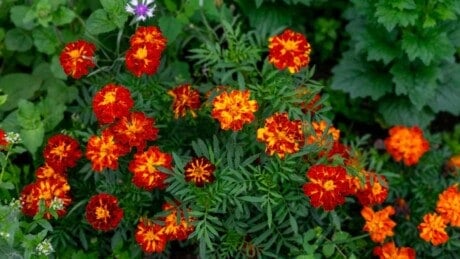 Marigold Garden