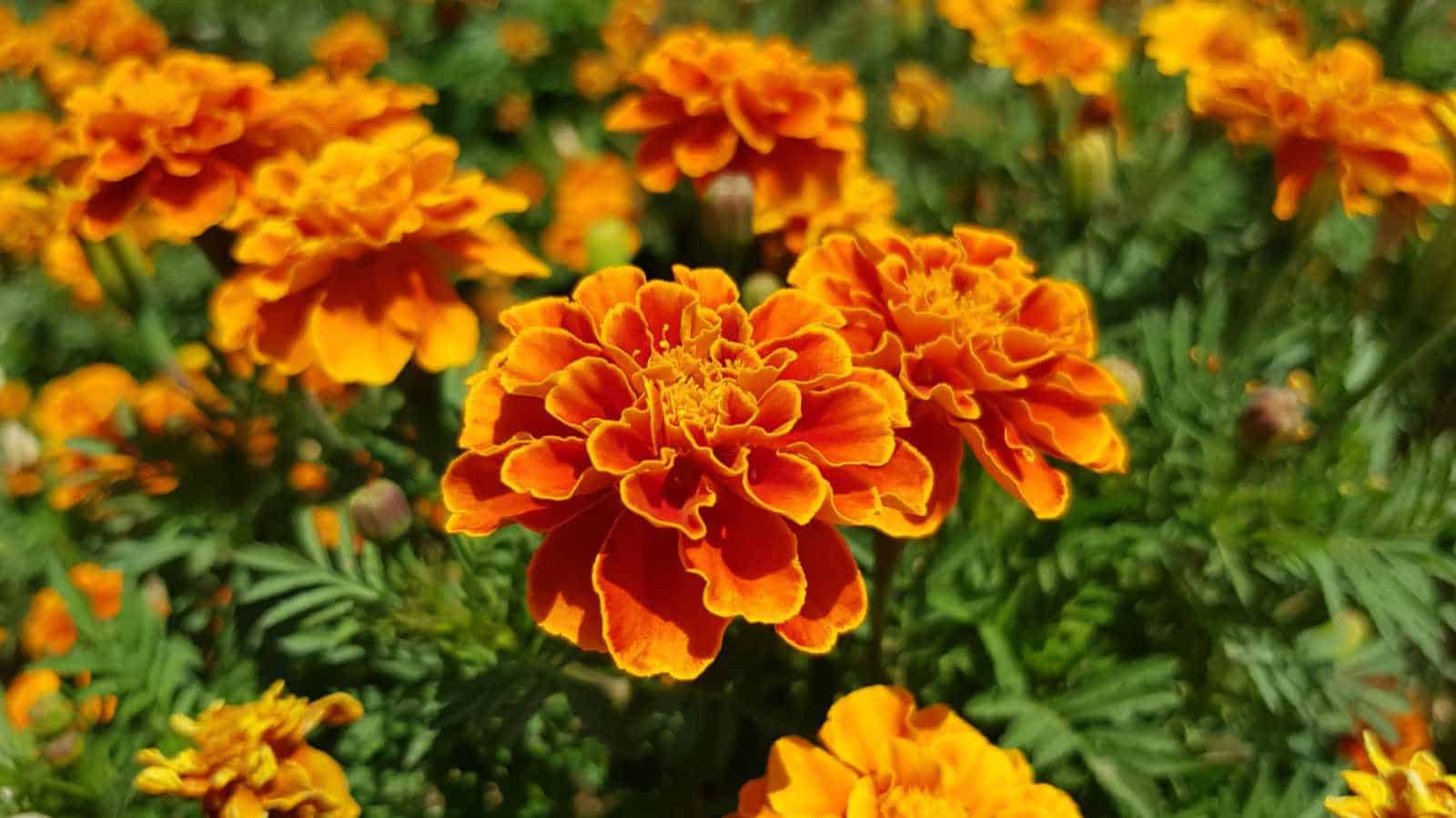 Marigold