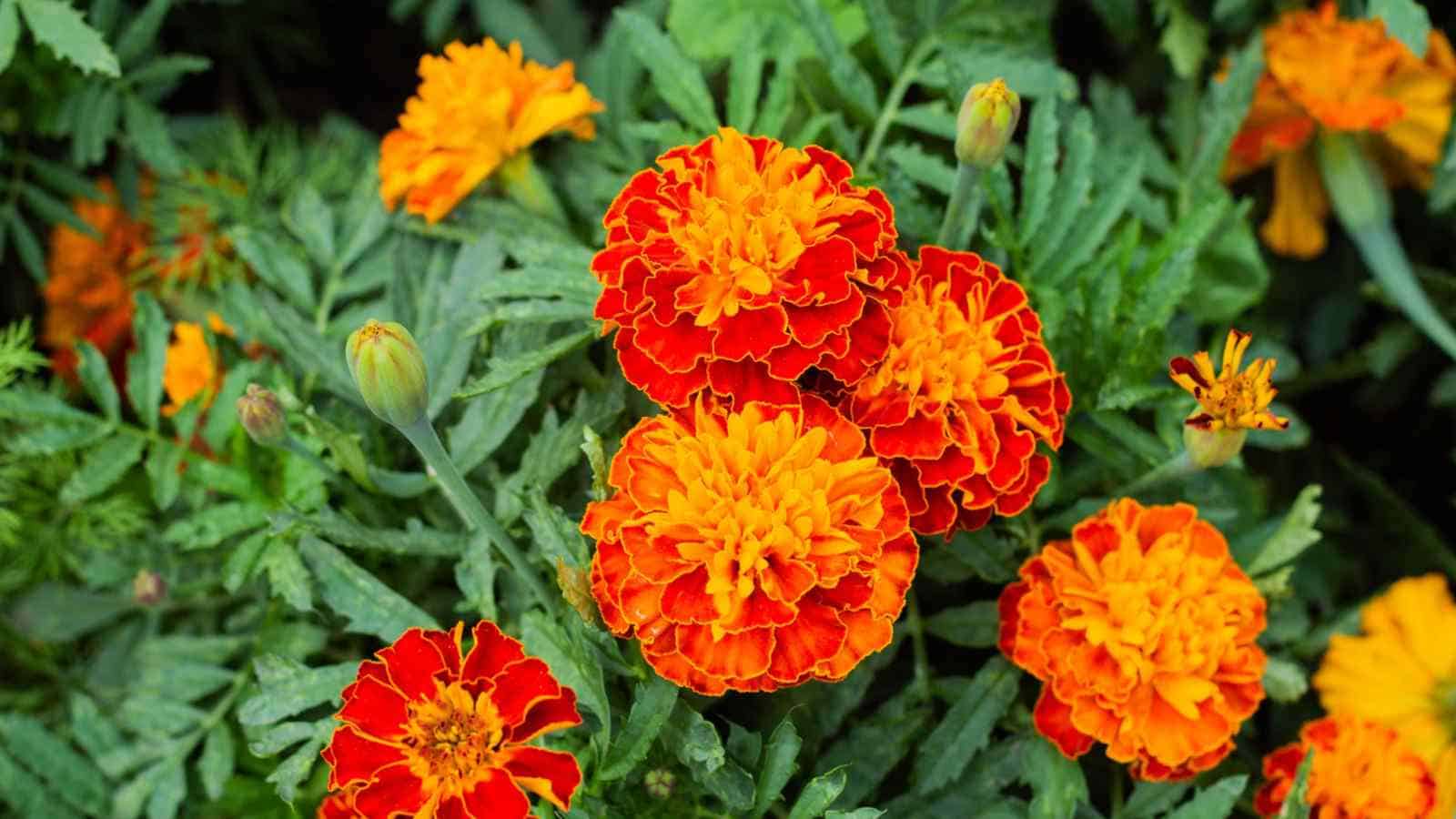 Marigolds
