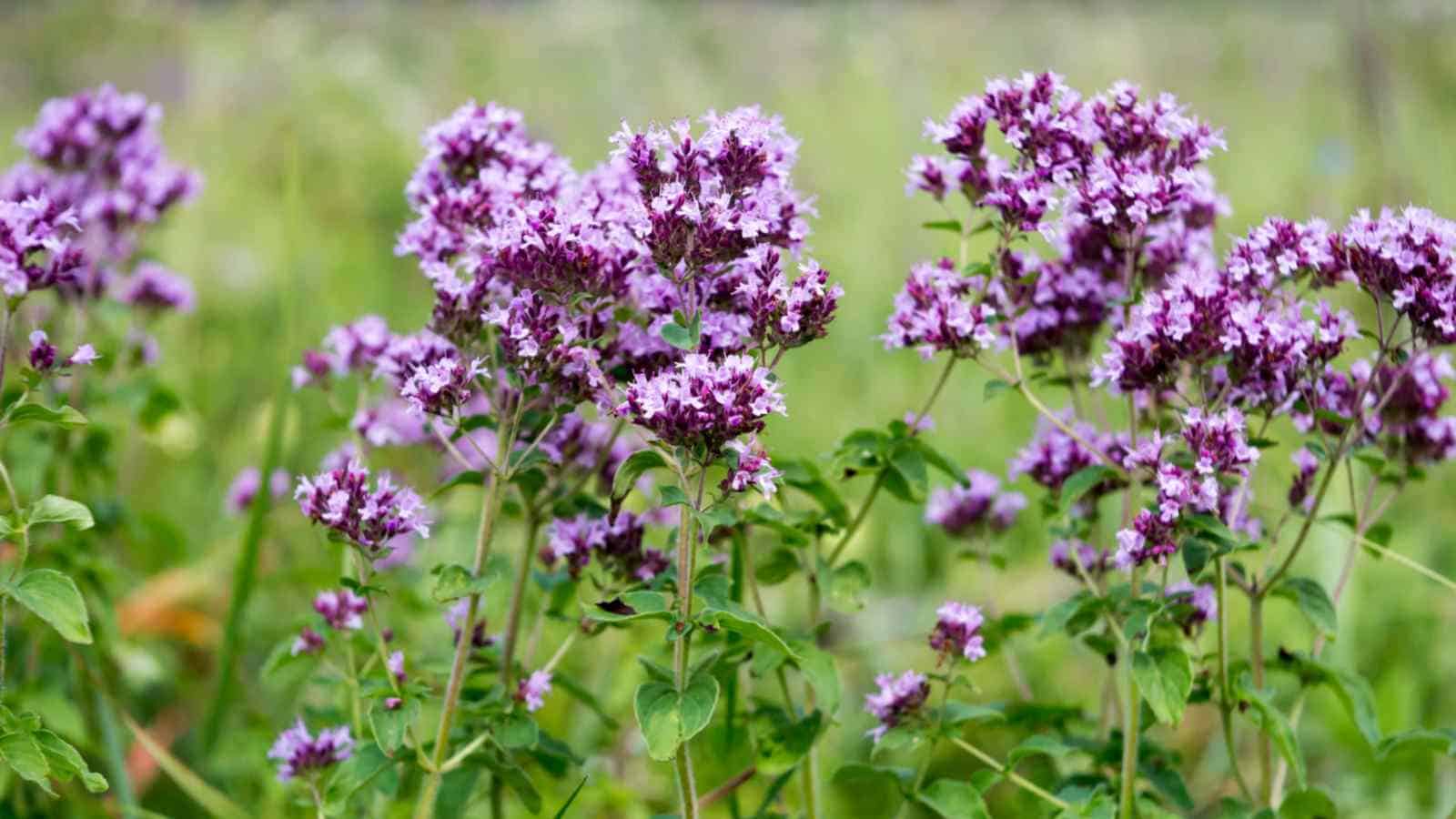 Purple flowers of Marjoram with green leaves and stem