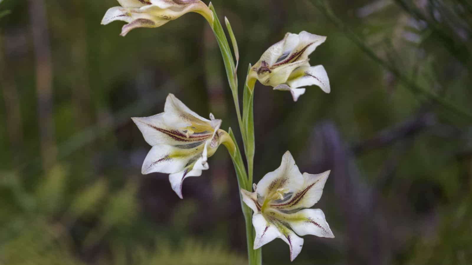 Marsh Afrikaner Gladiolus (Gladiolus tristis)