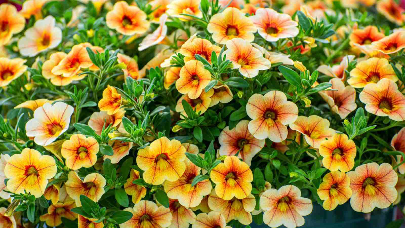 Million Bells (Calibrachoa spp.)