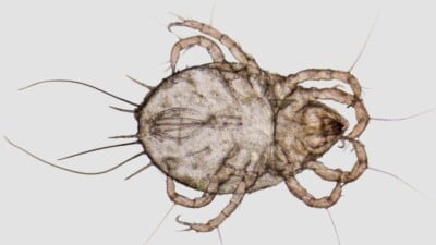 Microscopic view of a house dust mite