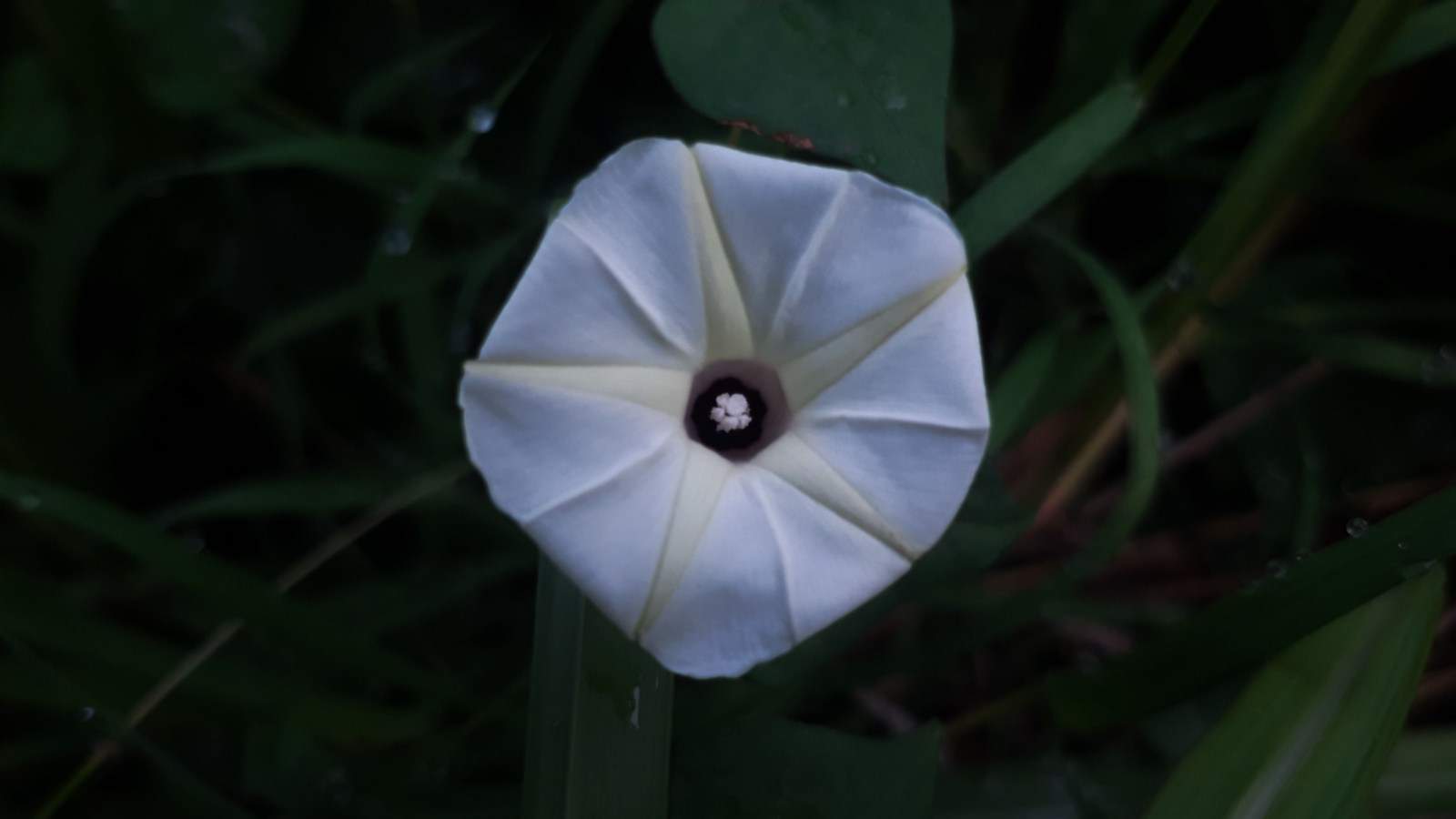 Moonflower (Ipomoea alba)