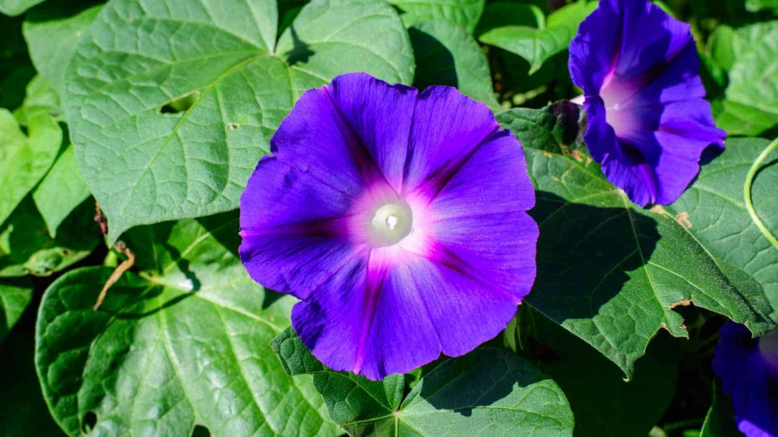 Morning Glory