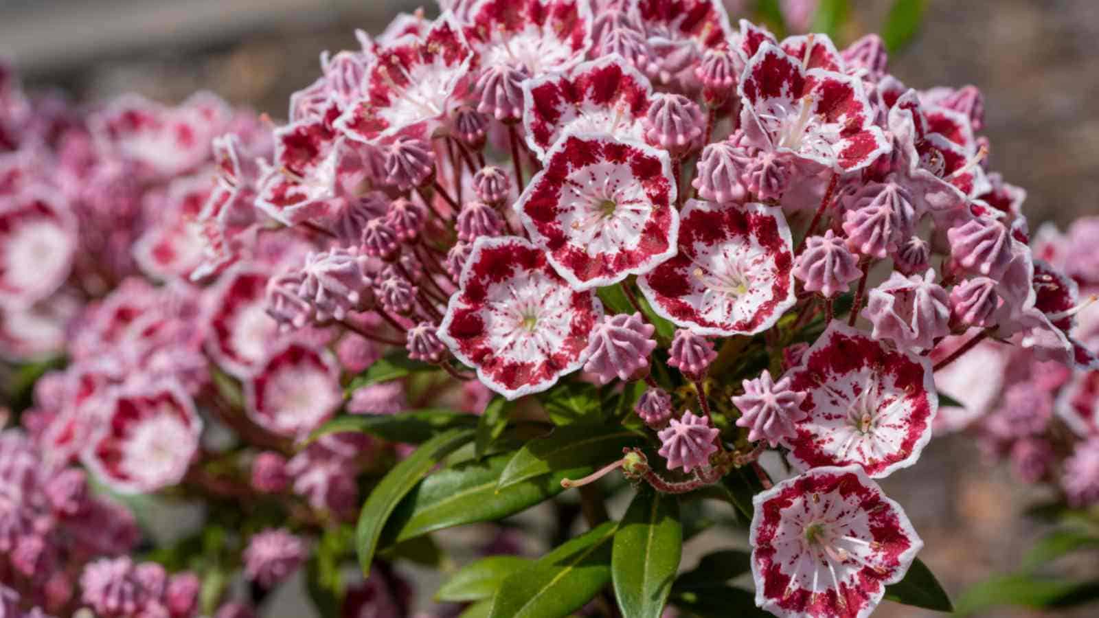 Mountain Laurel (Kalmia latifolia)