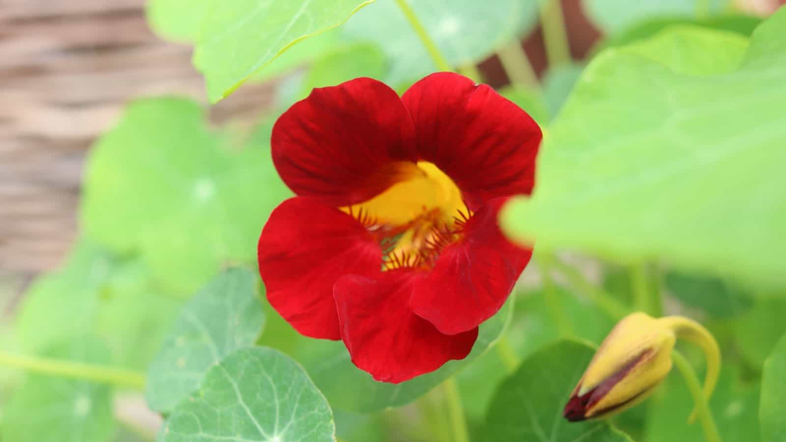 Red Nasturtium (Tropaeolum majus) flower macro shot
