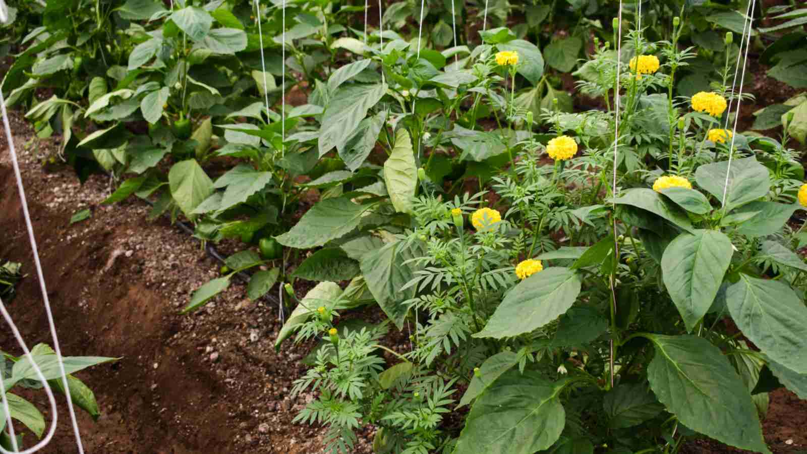 Natural Protection Against Harmful Nematodes