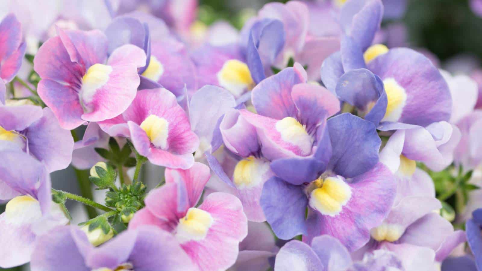 Closeup of Nemesia flowers with purple, pink, white, and yellow shades