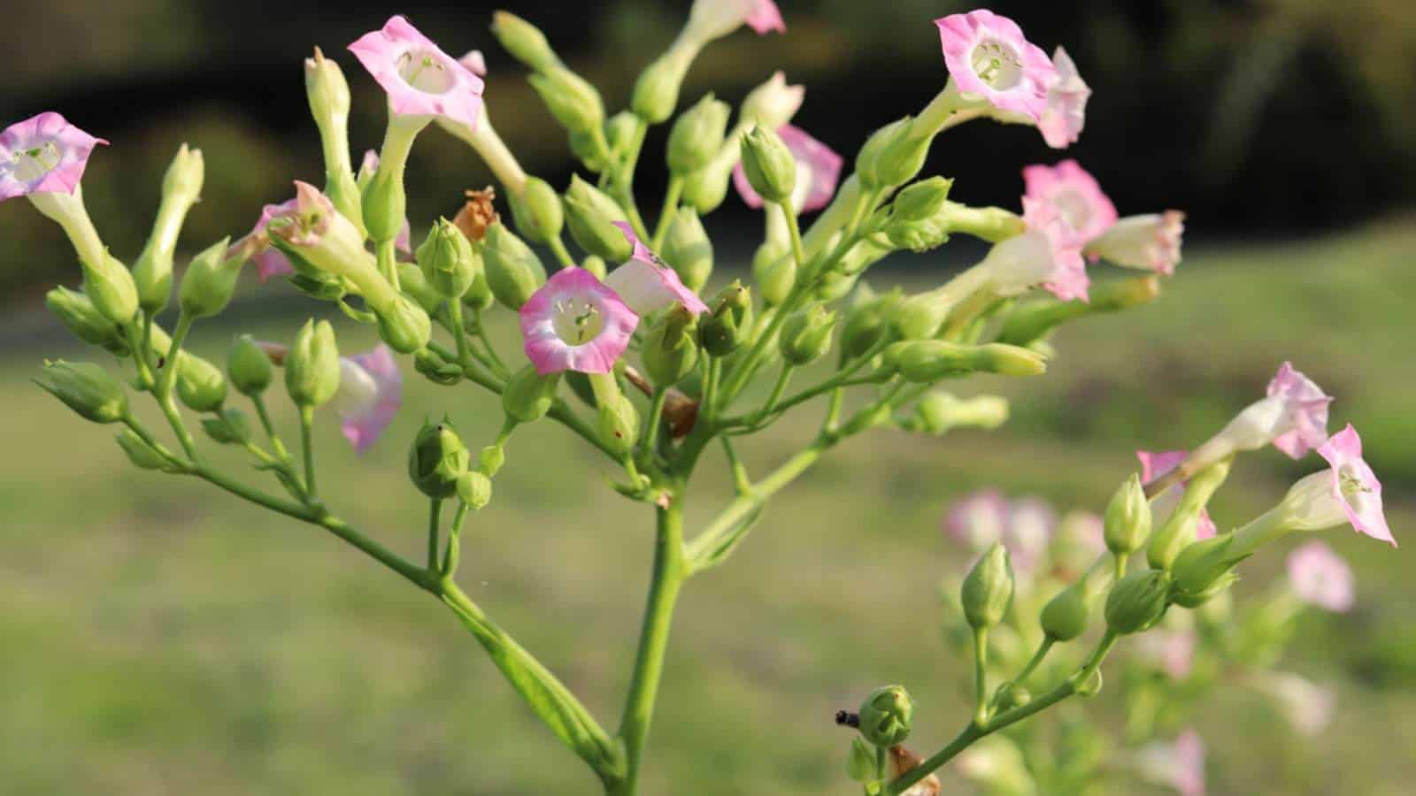 Nicotiana (Nicotiana tabacum)